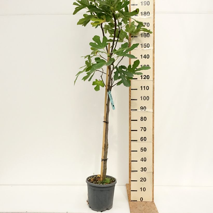 Spécimen de Figuier Marseillaise - Ficus carica    Pot de 12L/15L, Demi-Tige tel que livré en été