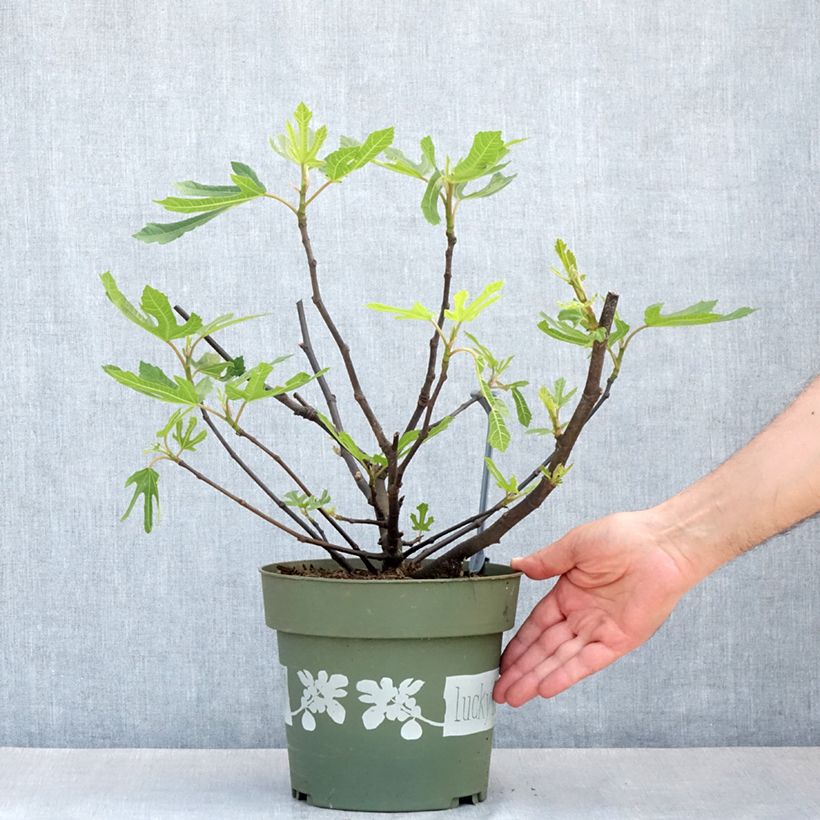 Example of Figuier nain Lucky Berry - Ficus carica Pot de 4L/5L, Touffe as you get in printemps