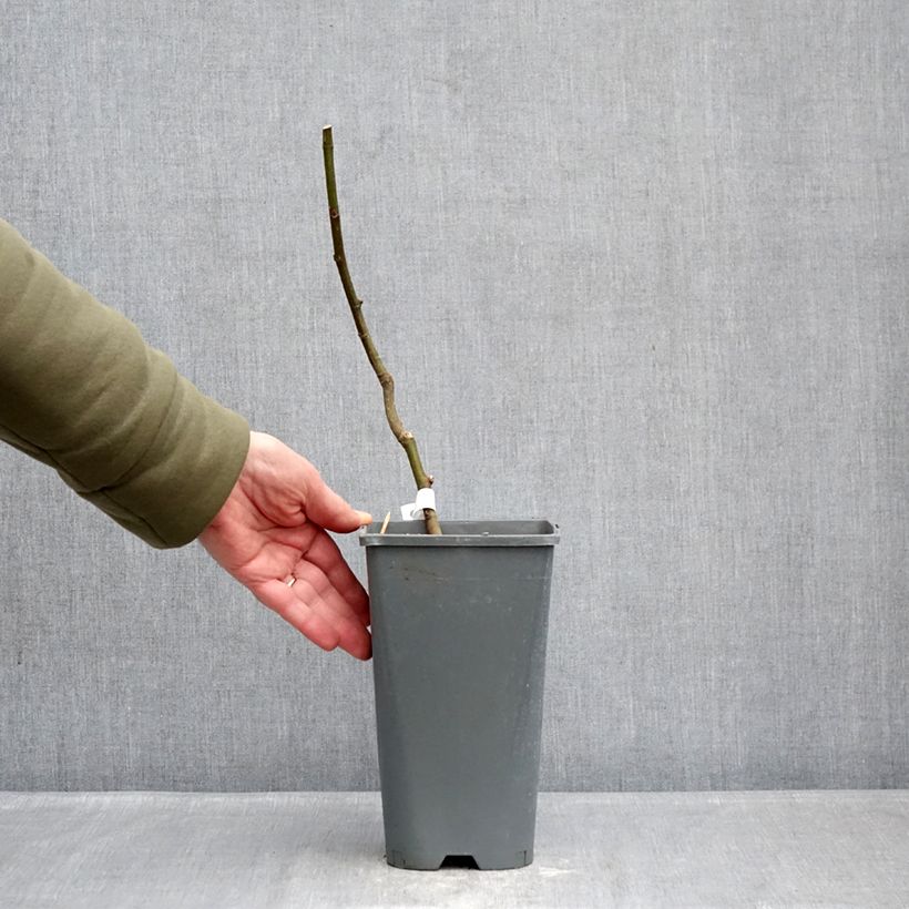 Spécimen de Figuier Noire de Bellone - Ficus carica Pot de 3L/4L, Buisson, Ramifié tel que livré en hiver