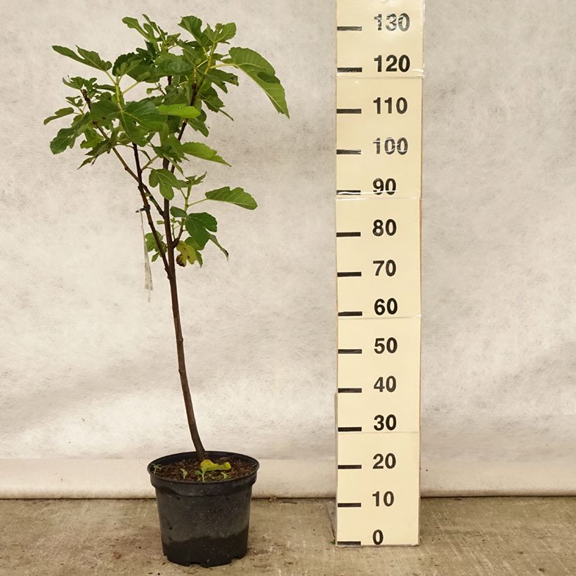 Spécimen de Figuier Panachée Pot de 4L/5L, 1/4 de tige tel que livré en été