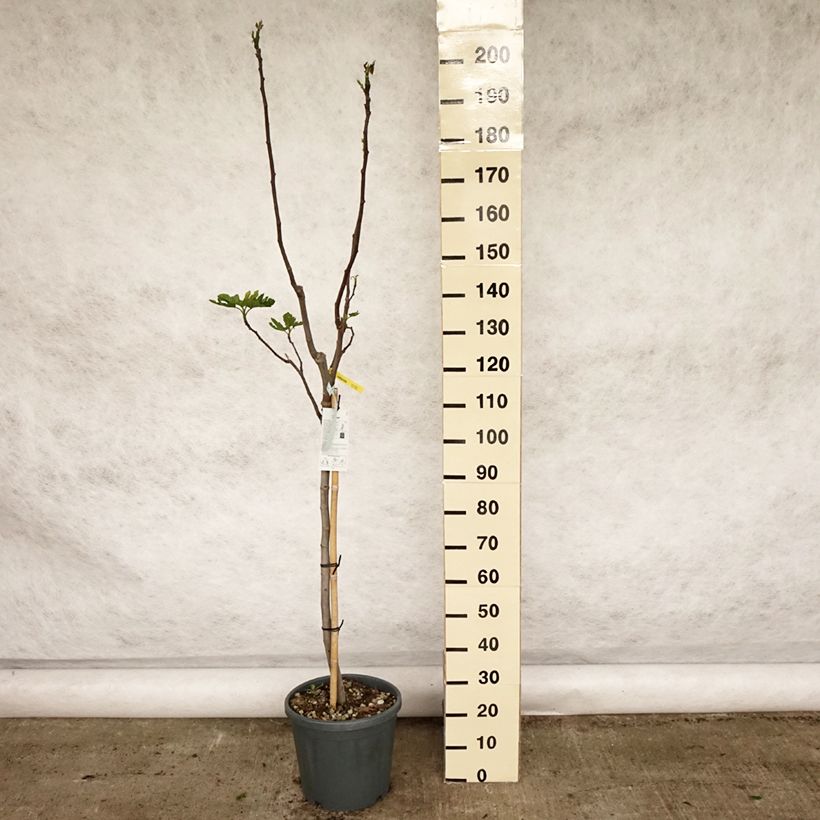 Spécimen de Figuier Rouge de Bordeaux - Pastilière Pot de 12L/15L, Demi-Tige tel que livré au printemps