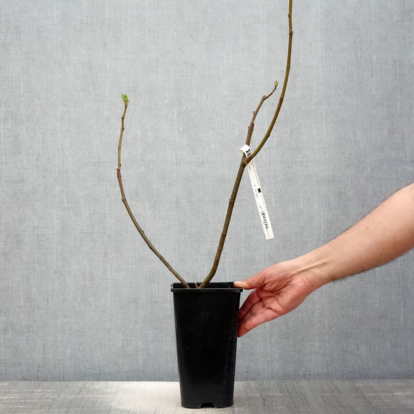 Spécimen de Figuier Rouge de Bordeaux - Pastilière Pot de 2L/3L tel que livré au printemps