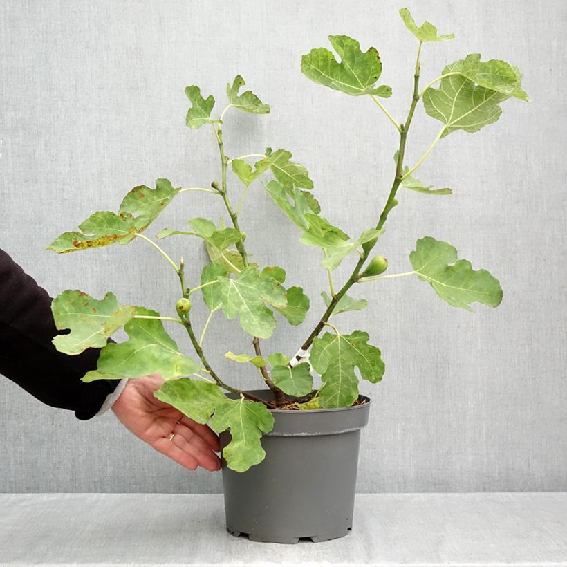 Spécimen de Figuier Terza - Ficus carica Pot de 4L/5L, Buisson, Ramifié tel que livré en automne