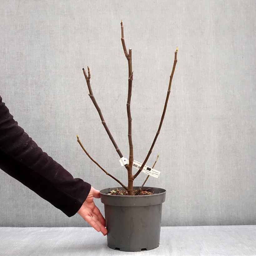 Example of Figuier Violette D'argenteuil - Ficus carica Pot de 4L/5L, Buisson, Ramifié as you get in hiver