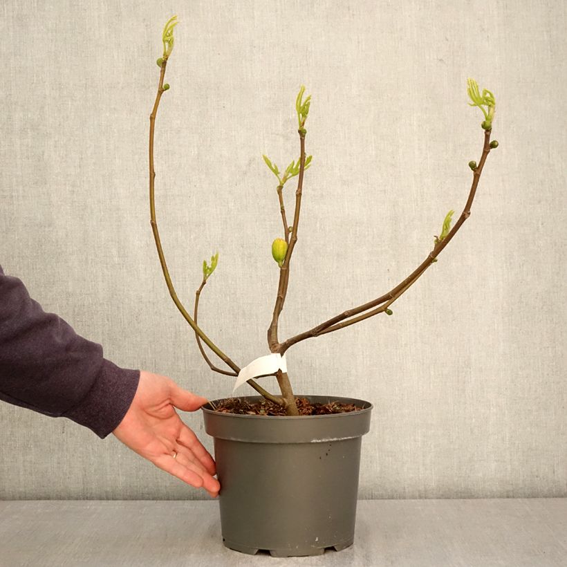 Spécimen de Figuier Violette D'argenteuil - Ficus carica Pot de 4L/5L, Buisson, Ramifié tel que livré au printemps