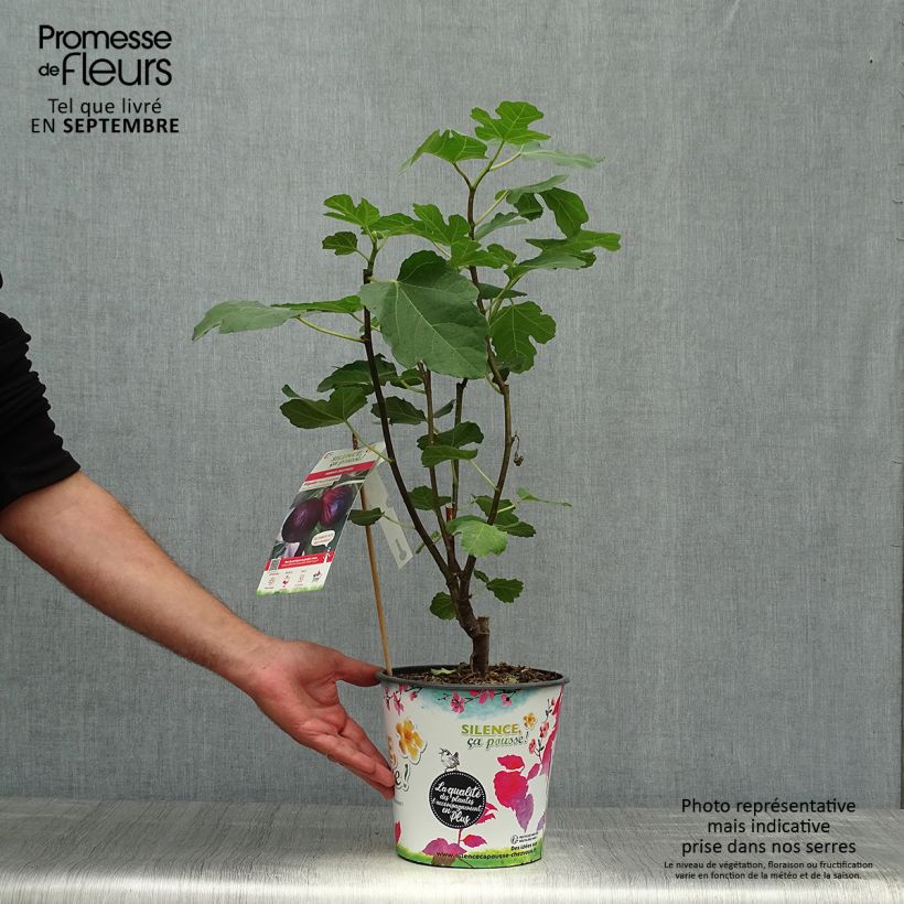 Spécimen de Figuier Violette Dauphine Pot de 2L/3L, Buisson tel que livré en automne