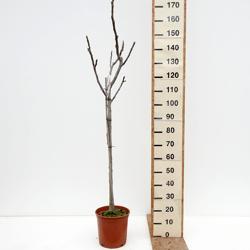 Spécimen de Figuier Violette de Sollies - Bourjassotte noire - Parisienne Pot de 7,5L/10L, Demi-Tige tel que livré en hiver