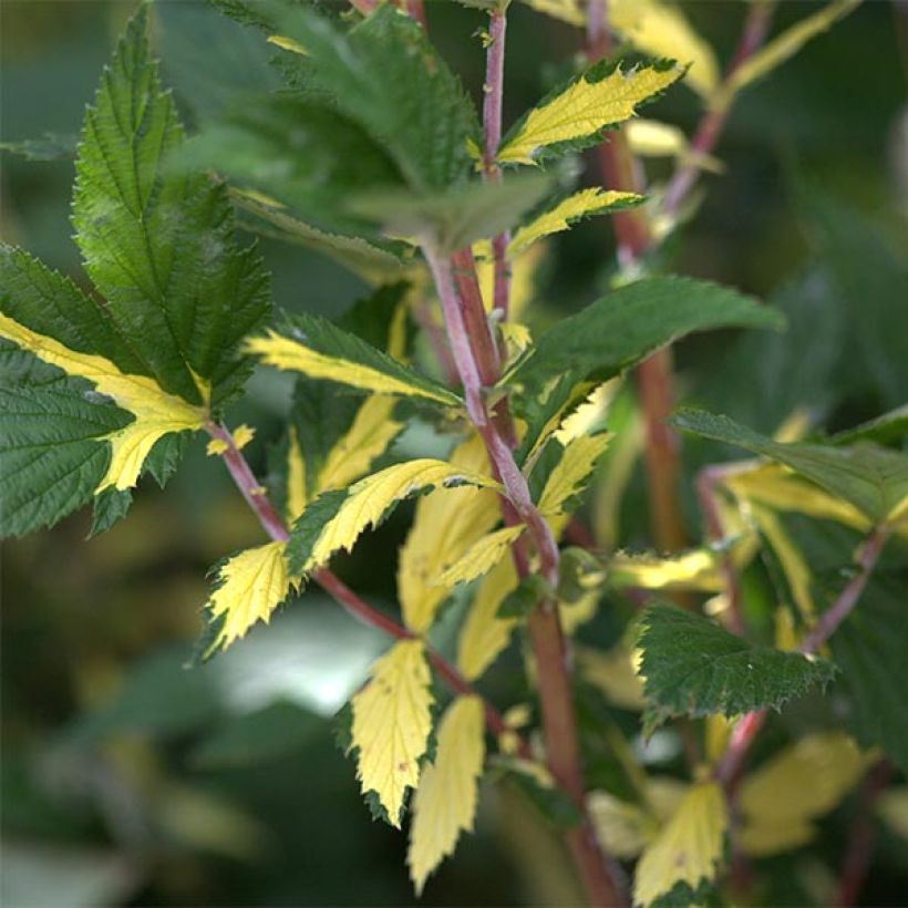 Filipendula ulmaria Variegata - Reine des prés (Feuillage)