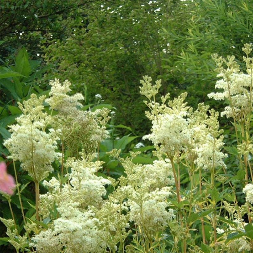 Filipendula ulmaria Variegata - Reine des prés (Floraison)