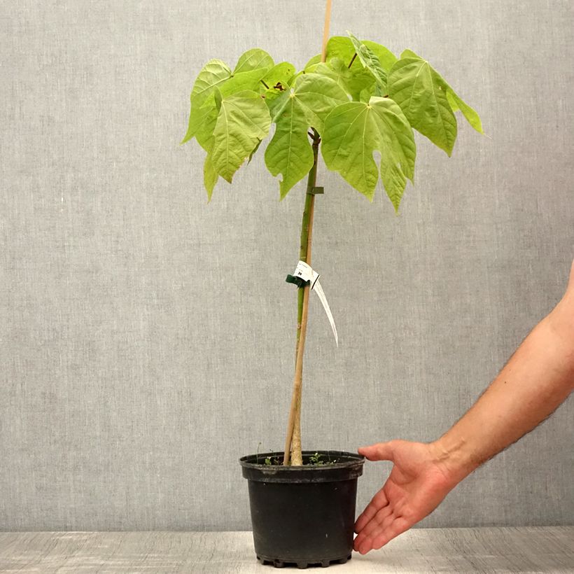 Spécimen de Firmiana simplex - Parasol chinois, Sterculier à feuilles de platane Pot de 3L/4L tel que livré en été