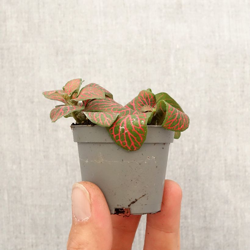 Example of Fittonia Joly Josan Red Mini-plante as you get in printemps