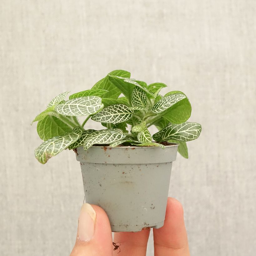 Spécimen de Fittonia Mini White Mini-plante tel que livré en automne