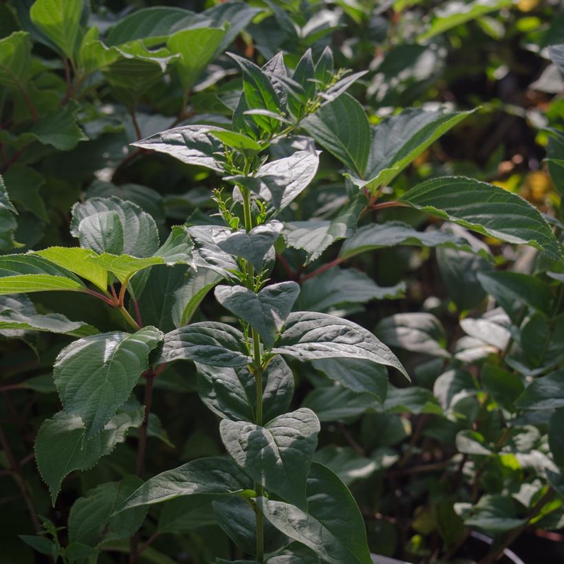 Forsythia blanc de Corée, Abeliophyllum distichum (Feuillage)