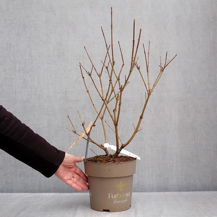 Spécimen de Forsythia intermedia Forbeesia - Mimosa de Paris Pot de 4L/5L tel que livré en hiver