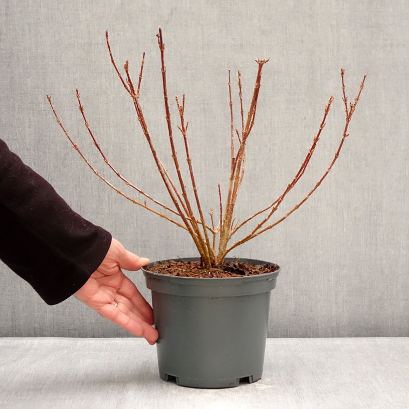 Example of Forsythia koreana Kumsun - Forsythia de Corée -  Pot de 3L/4L as you get in hiver