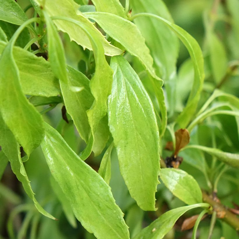 Forsythia Marée d'Or - Mimosa de Paris (Feuillage)