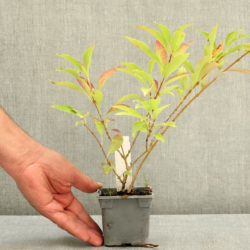 Spécimen de Forsythia x intermedia Lynwood - Mimosa de Paris Godet de 8/9 cm tel que livré en été