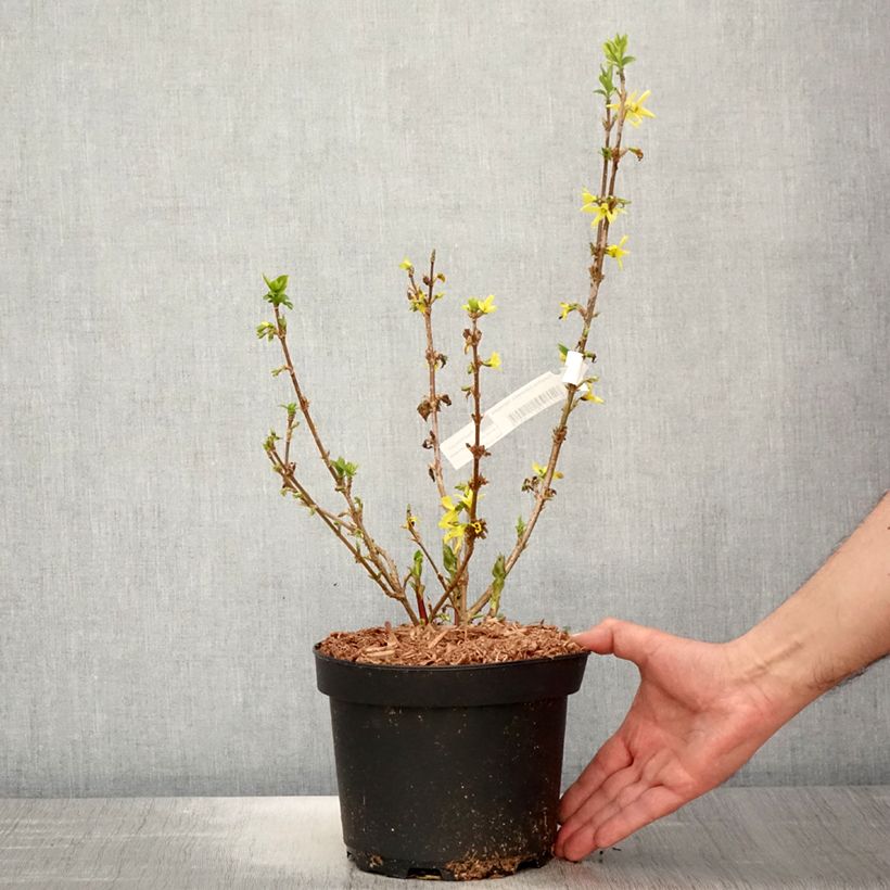 Spécimen de Forsythia x intermedia Variegata - Mimosa de Paris panaché Pot de 3L/4L tel que livré au printemps