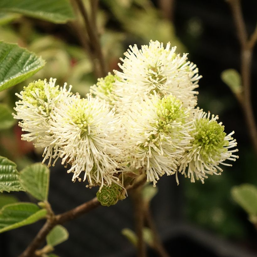 Fothergilla gardenii Suzanne (Floraison)