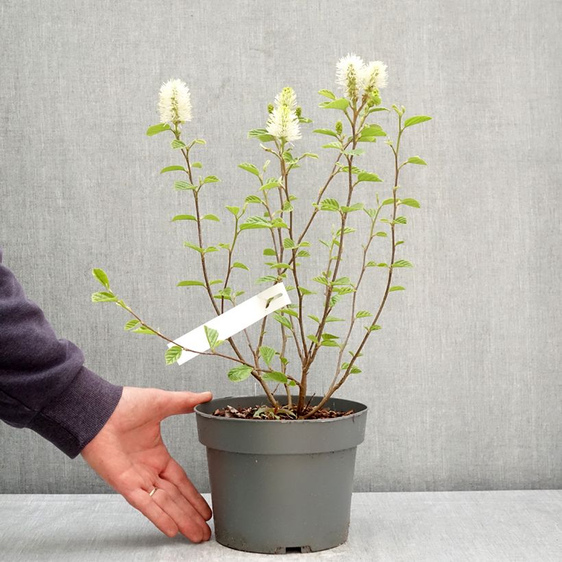 Spécimen de Fothergilla gardenii Suzanne Pot de 4L/5L tel que livré au printemps
