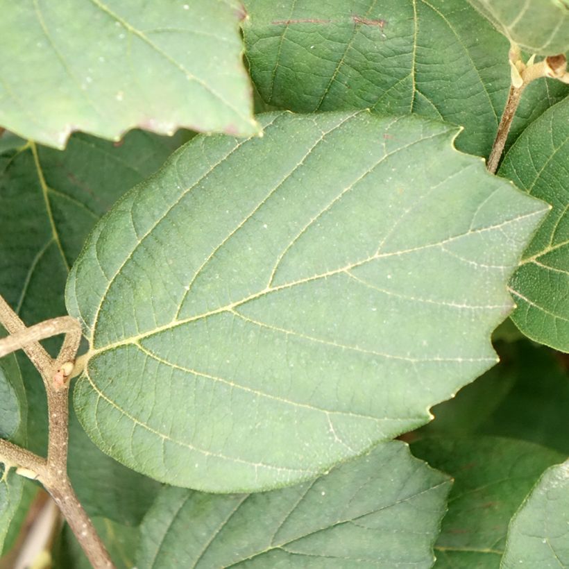 Fothergilla x intermedia Mount Airy (Feuillage)