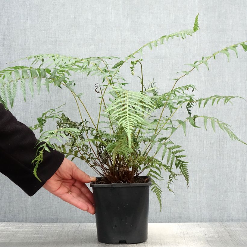 Example of Fougère arborescente - Dicksonia antarctica Pot de 2L/3L as you get in printemps