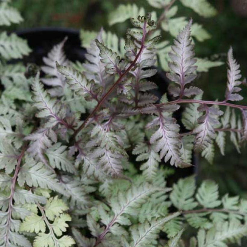Athyrium niponicum Pictum - Fougère japonaise (Foliage)