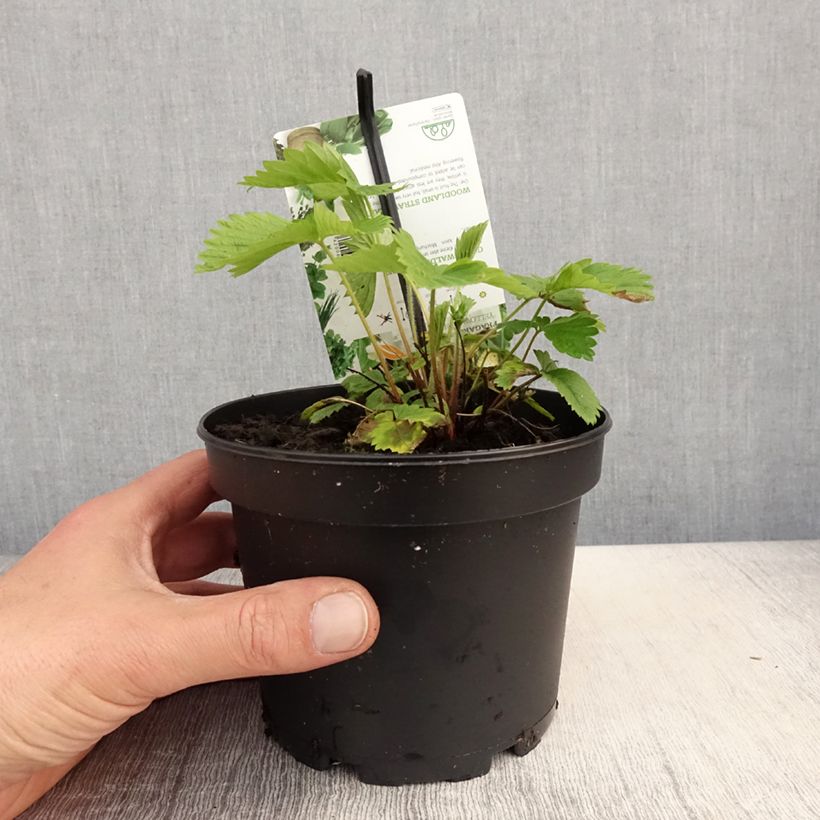 Spécimen de Fragaria alpinum Yellow Wonder - Fraisier des Alpes Pot de 1,5L/2L tel que livré au printemps