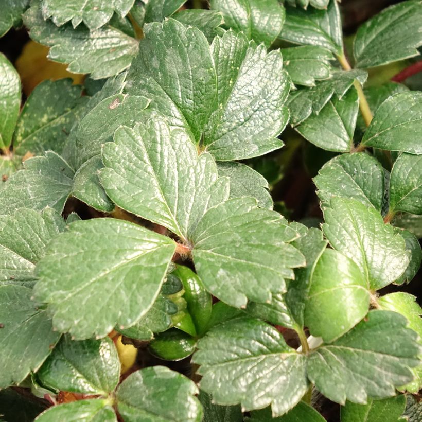 Fragaria chiloensis - Fraise du Chili (Feuillage)