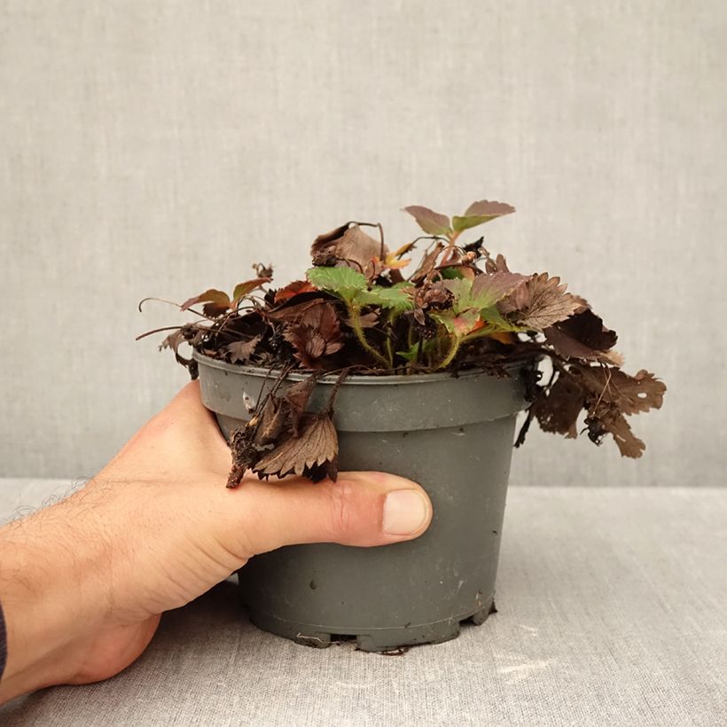 Spécimen de Fragaria Pink Marathon (remontant) - Fraise des bois Pot de 1,5L/2L tel que livré en automne