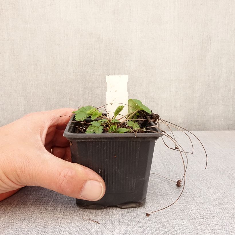 Spécimen de Fragaria vesca Rugen - Fraisier des bois Godet de 8/9 cm tel que livré au printemps