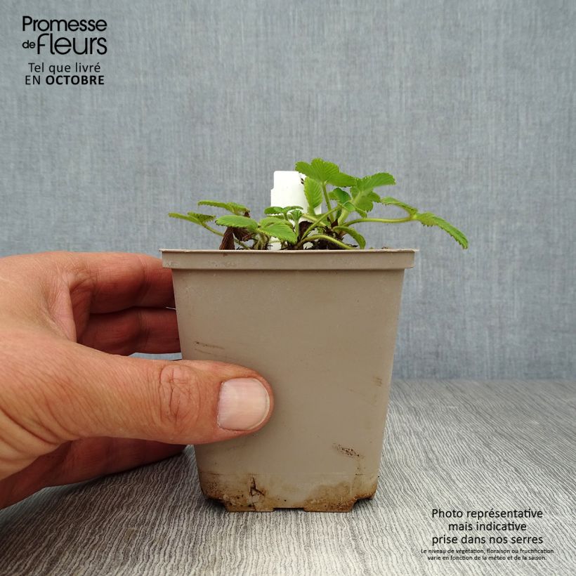 Spécimen de Fraisier abricot - Fragaria rubicolia Mont Omei Godet de 8/9 cm tel que livré en automne