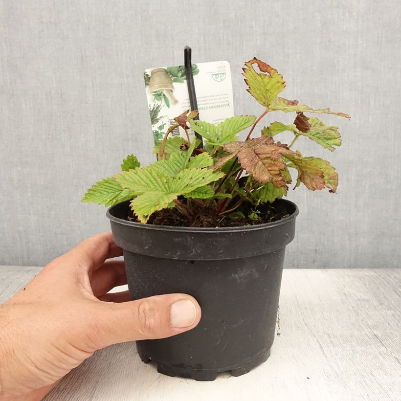 Spécimen de Fraisier Capron - Fragaria moschata Pot de 1,5L/2L tel que livré en été