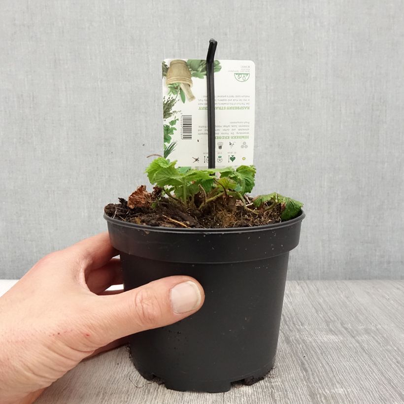 Spécimen de Fraisier Capron - Fragaria moschata Pot de 1,5L/2L tel que livré au printemps
