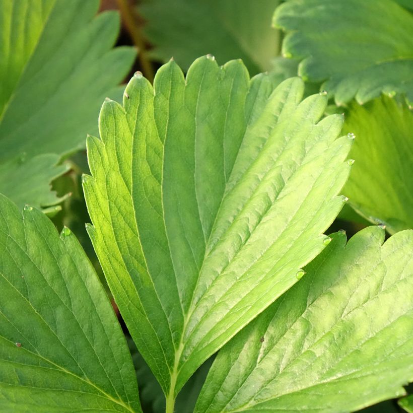 Fraisier Cirafine (remontant)  (Feuillage)