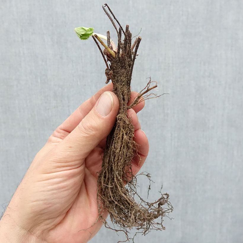 Spécimen de Fraisier Cirano Racines nues tel que livré en hiver
