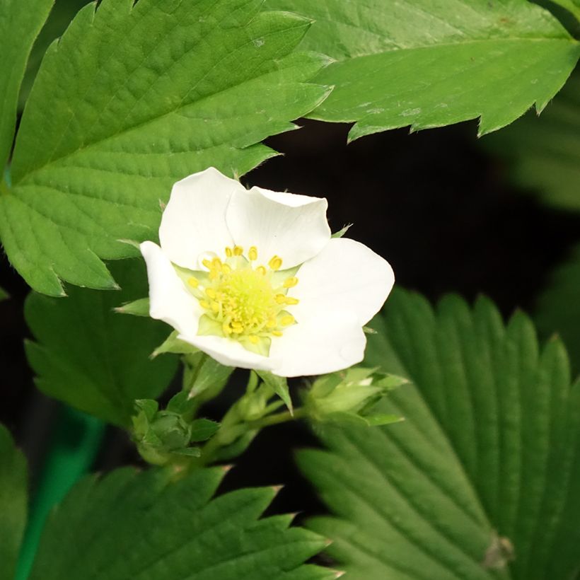 Fraisier Gariguette (non remontant ) (Flowering)