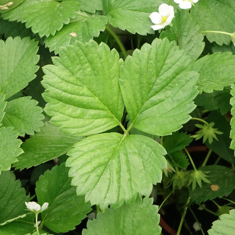 Fraisier Mara des Bois (remontant) (Foliage)