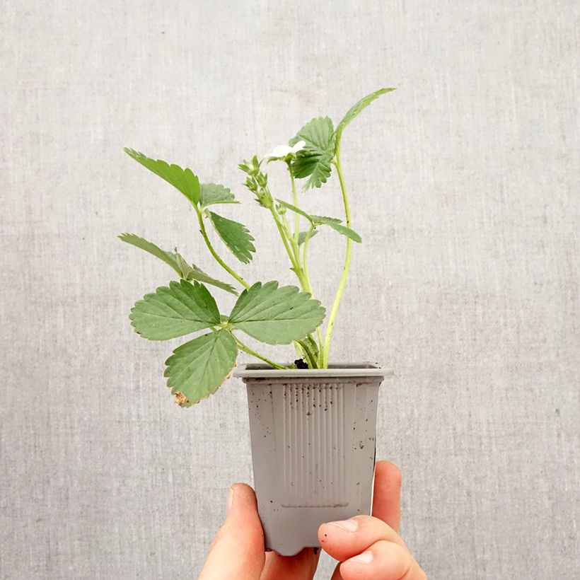 Spécimen de Fraisier Mariguette (remontant) en plants Motte 4 cm x 4,5 cm tel que livré au printemps