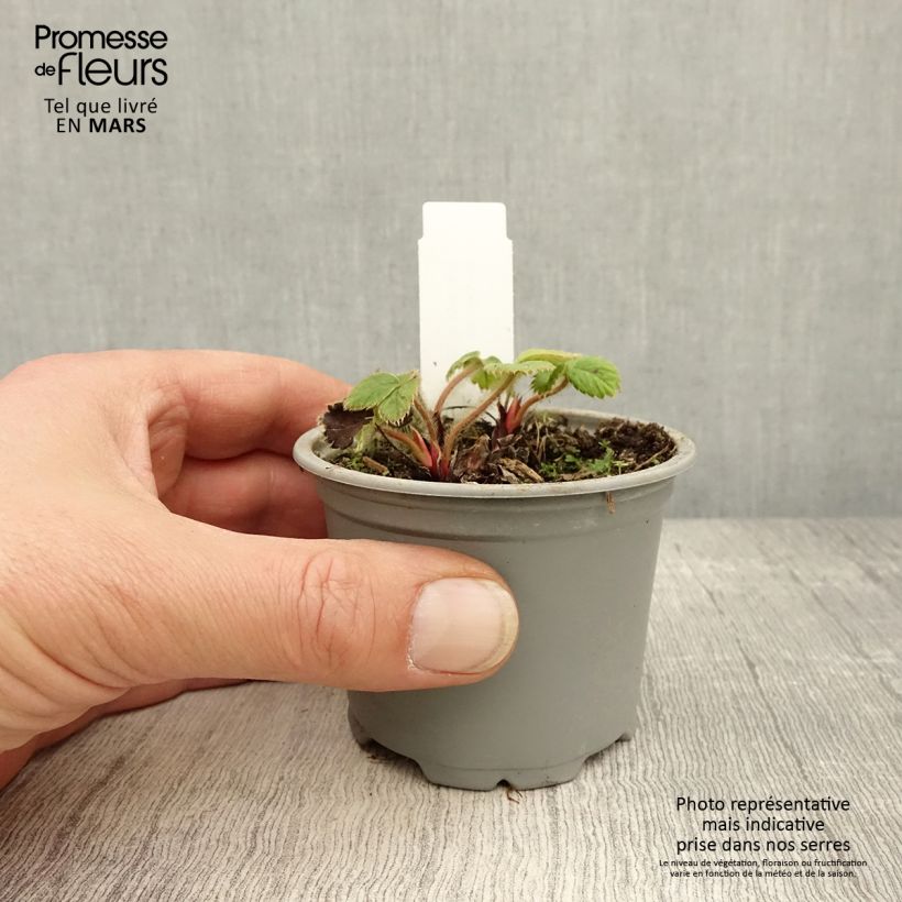 Spécimen de Fraisier Ostara (remontant) Godet de 7/8 cm tel que livré au printemps