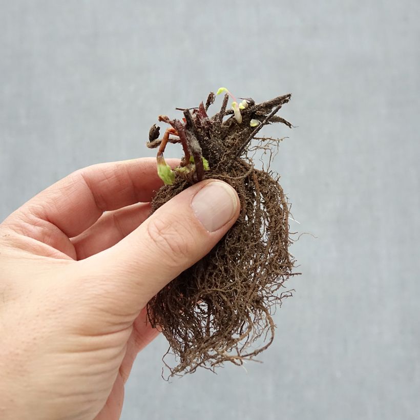 Spécimen de Fraisier Ostara (remontant) Racines nues tel que livré en hiver