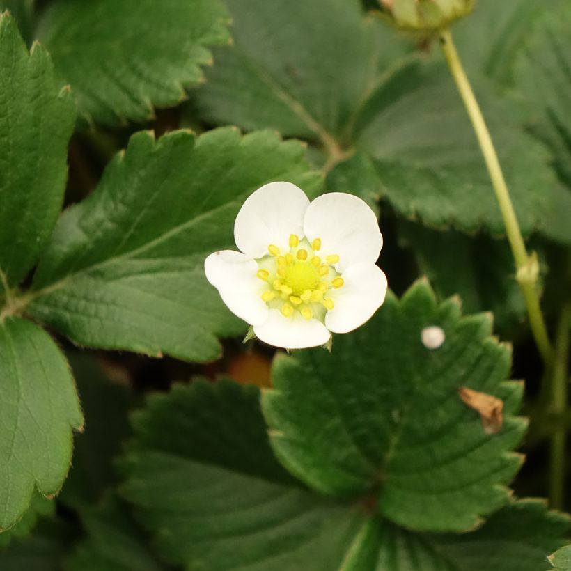 Fraisier Temptation - Fraise des bois à gros fruits (Floraison)
