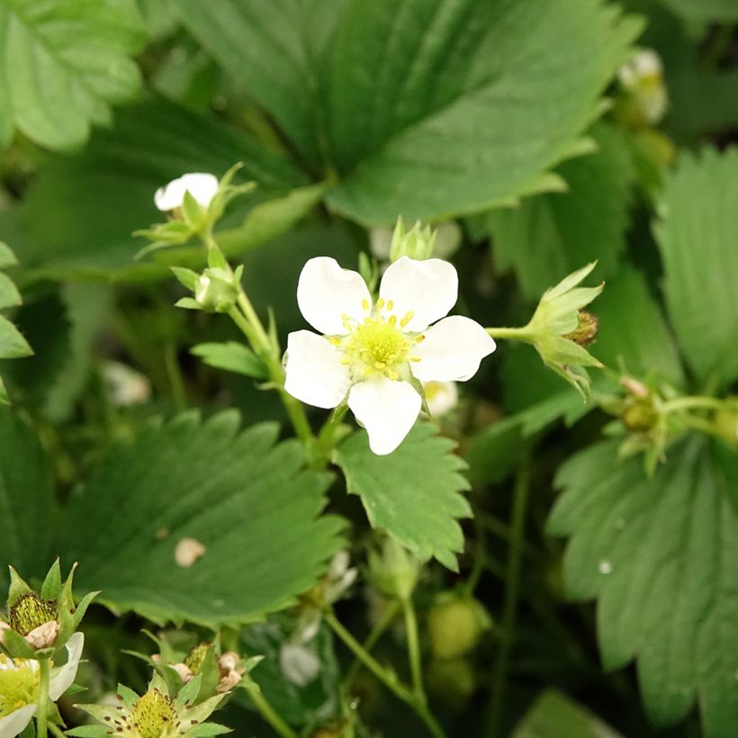 Fraisier White Pineberry (Floraison)