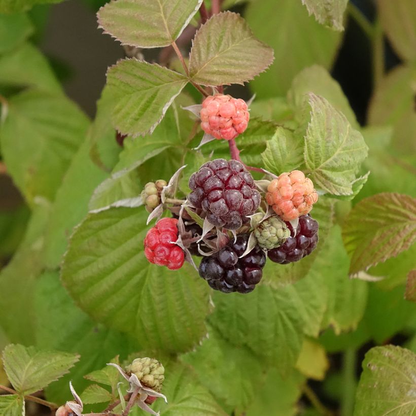 Framboisier Autumn Passion ® (remontant) - Rubus idaeus (Récolte)