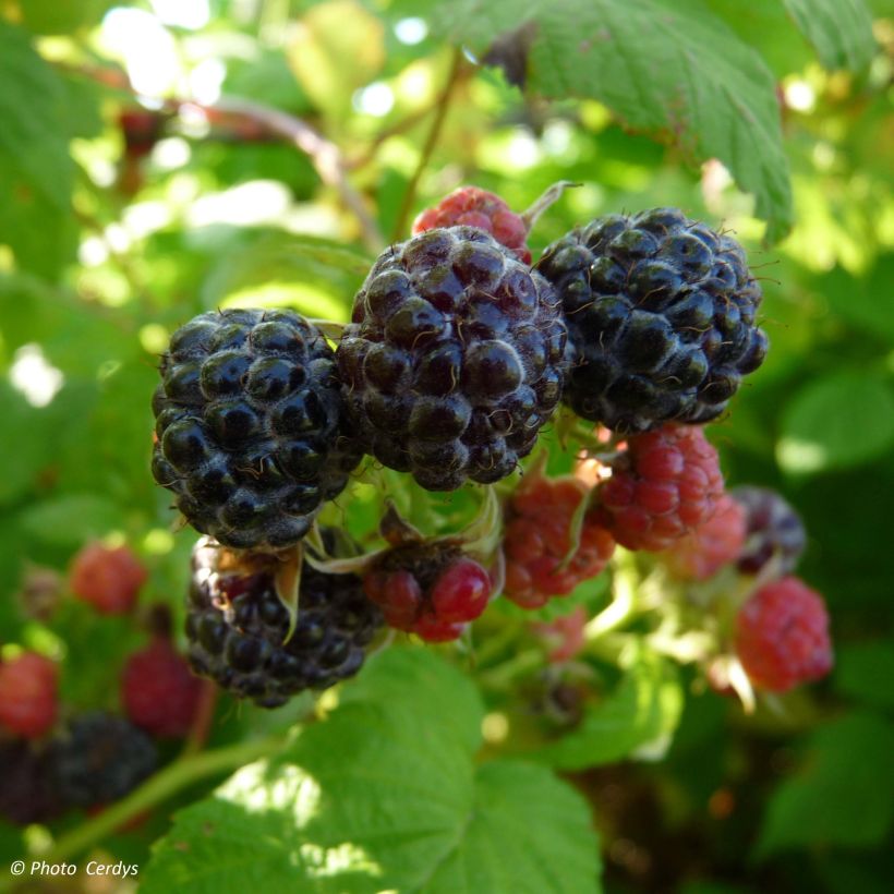 Framboisier Black Jewel - Rubus occidentalis (Harvest)