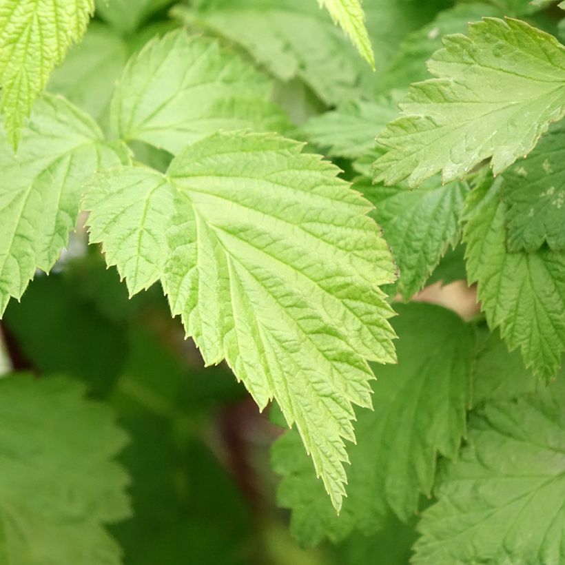 Framboisier Black Jewel - Rubus occidentalis (Foliage)