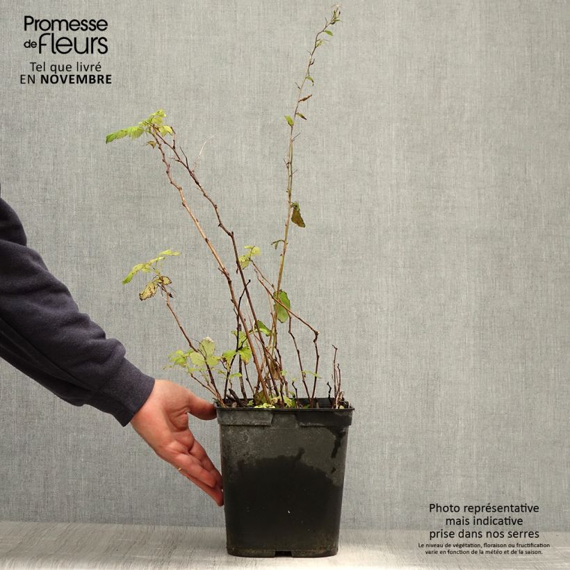 Spécimen de Framboisier remontant Blissy ou Autumn Bliss - Rubus ideaus Pot de 3L/4L tel que livré en automne