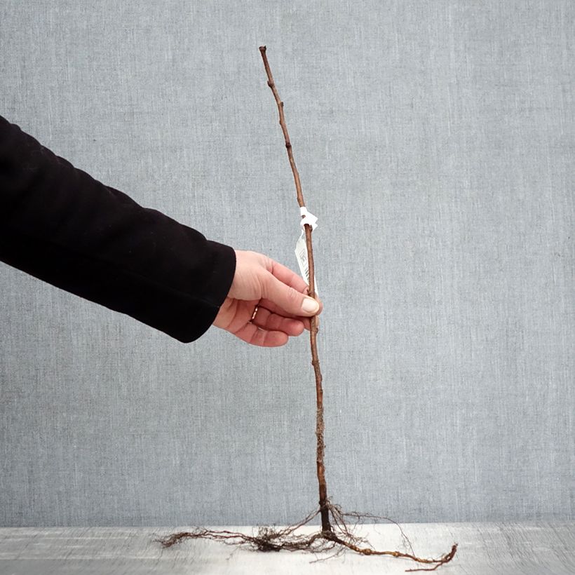 Spécimen de Framboisier remontant Blissy ou Autumn Bliss - Rubus ideaus Racines nues, Buisson tel que livré en hiver