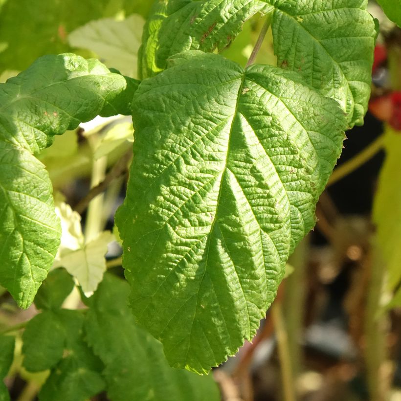 Framboisier Bohème (remontant) Bio (Feuillage)