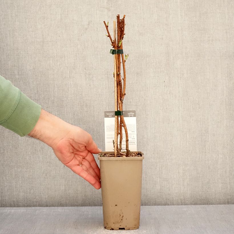 Spécimen de Framboisier Carmen Love (remontant) Pot de 1,5L/2L, Touffe tel que livré en hiver